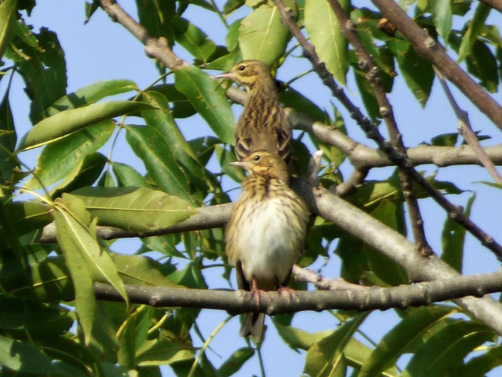 Prispolone (Anthus trivialis)